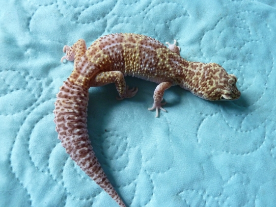 Femelle - Mack Snow Bell Albinos - nee le 21.07.11